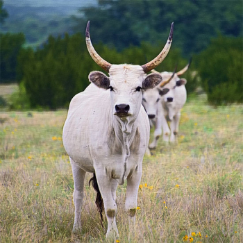 american-grey-steppe-cattle-association